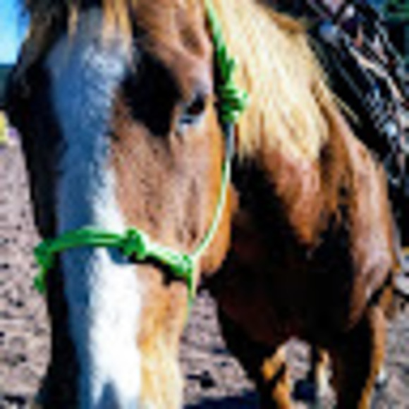 Meet your Posher, Patty - Picture 1 of 1